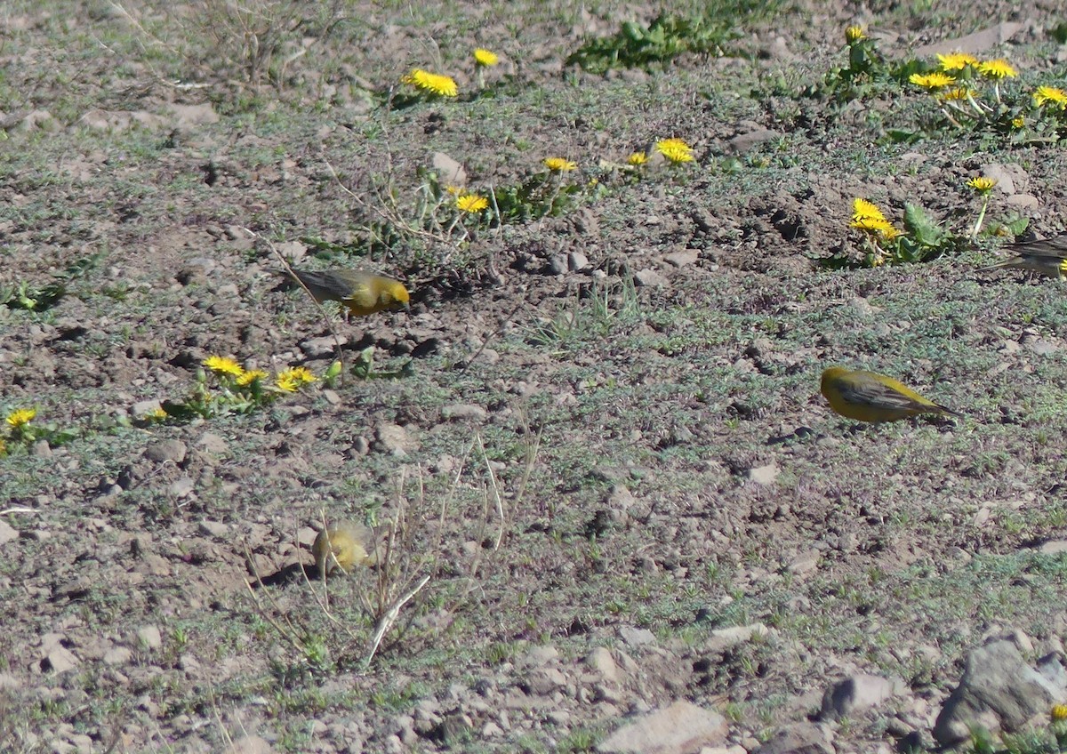 Greater Yellow-Finch - joaquin vial