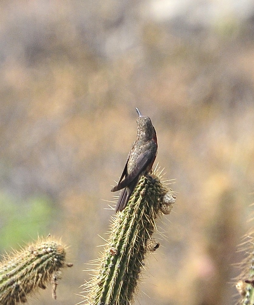 Wedge-tailed Hillstar - Kurt Hennige