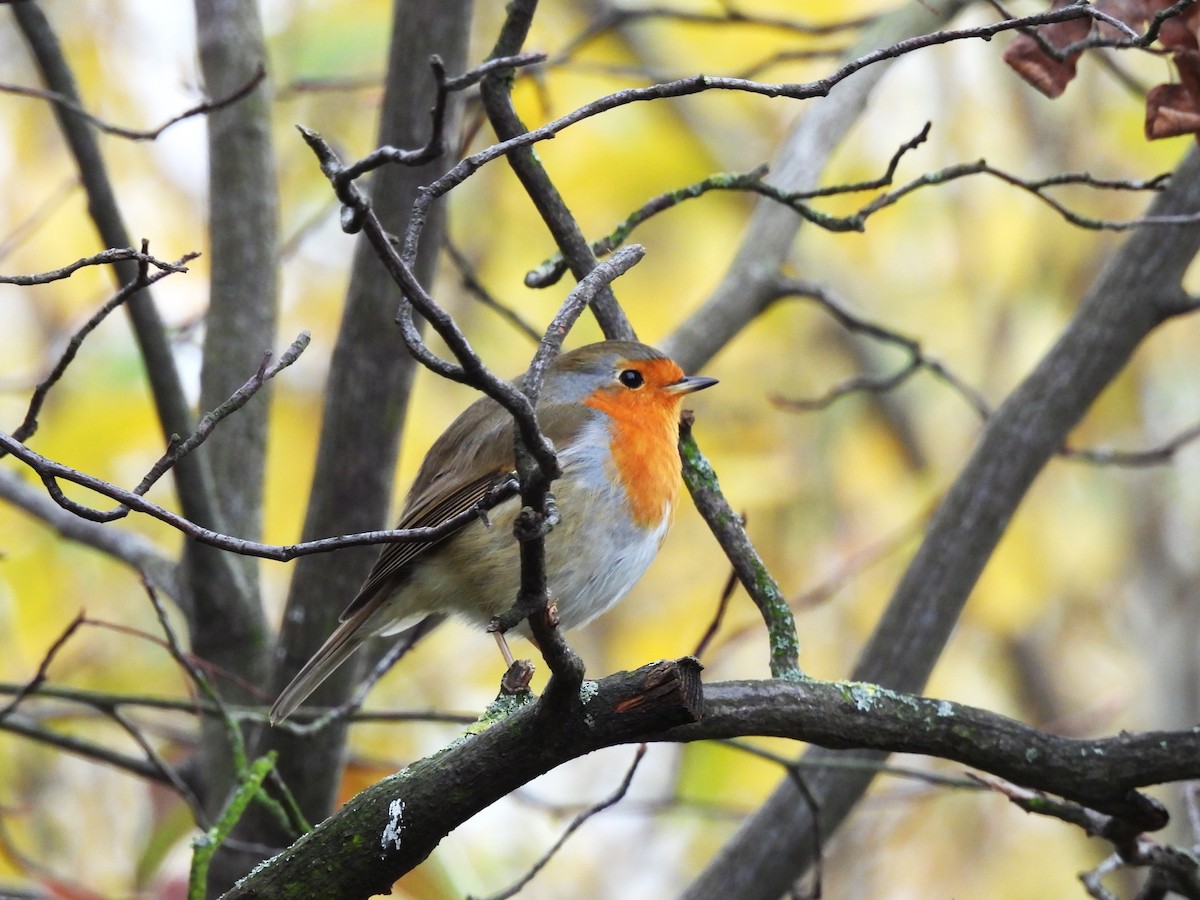 European Robin - ML611574359