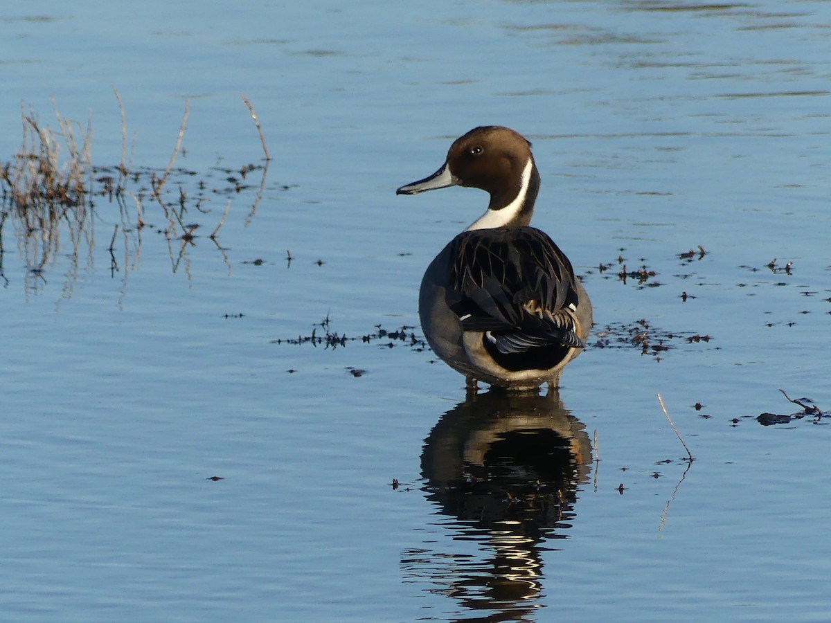 Northern Pintail - ML611574367