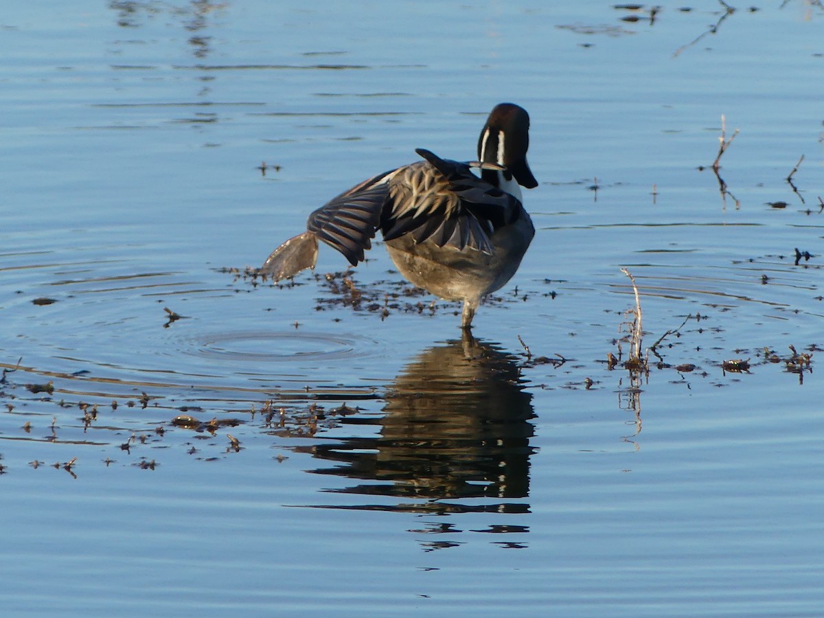 Northern Pintail - ML611574369