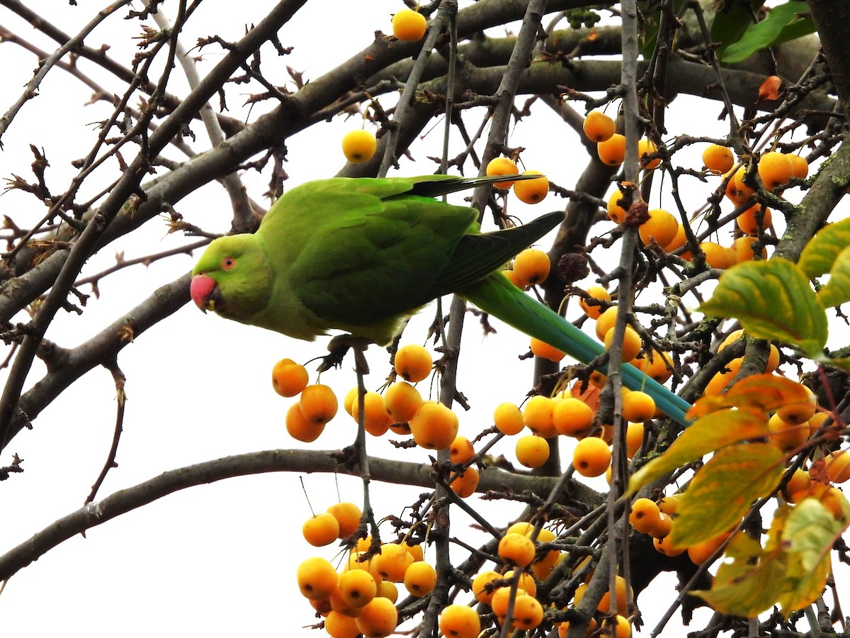 Rose-ringed Parakeet - ML611574374