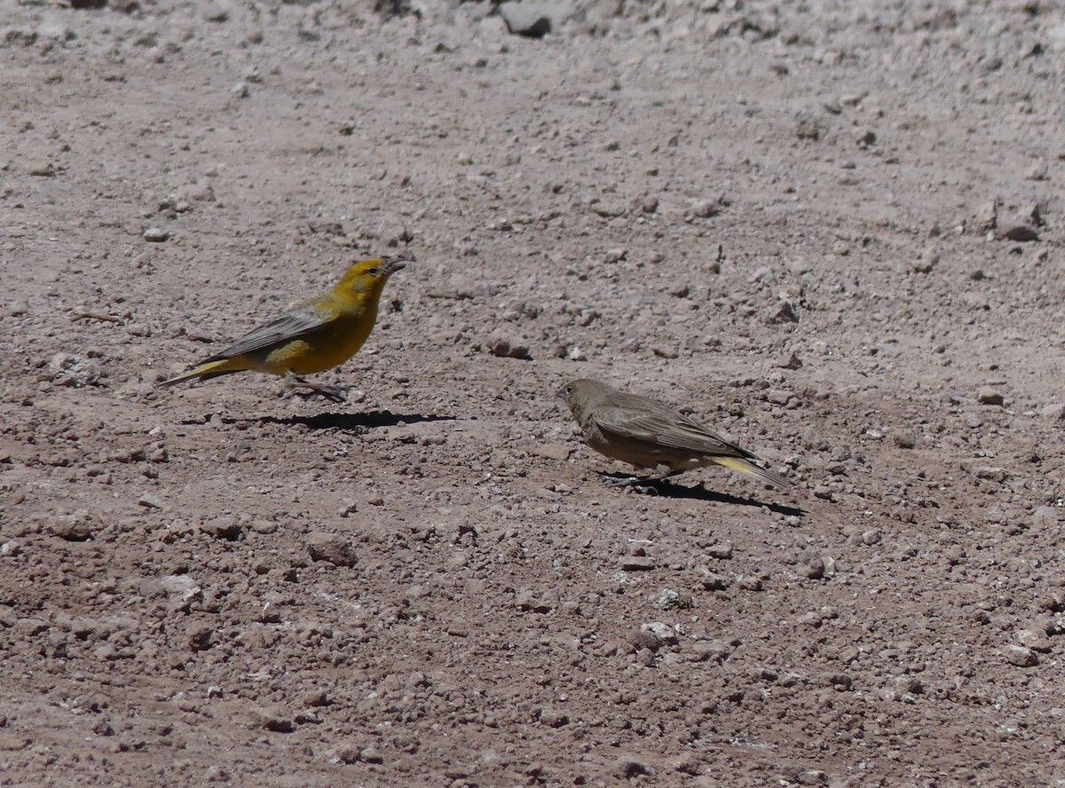 Greater Yellow-Finch - ML611574417
