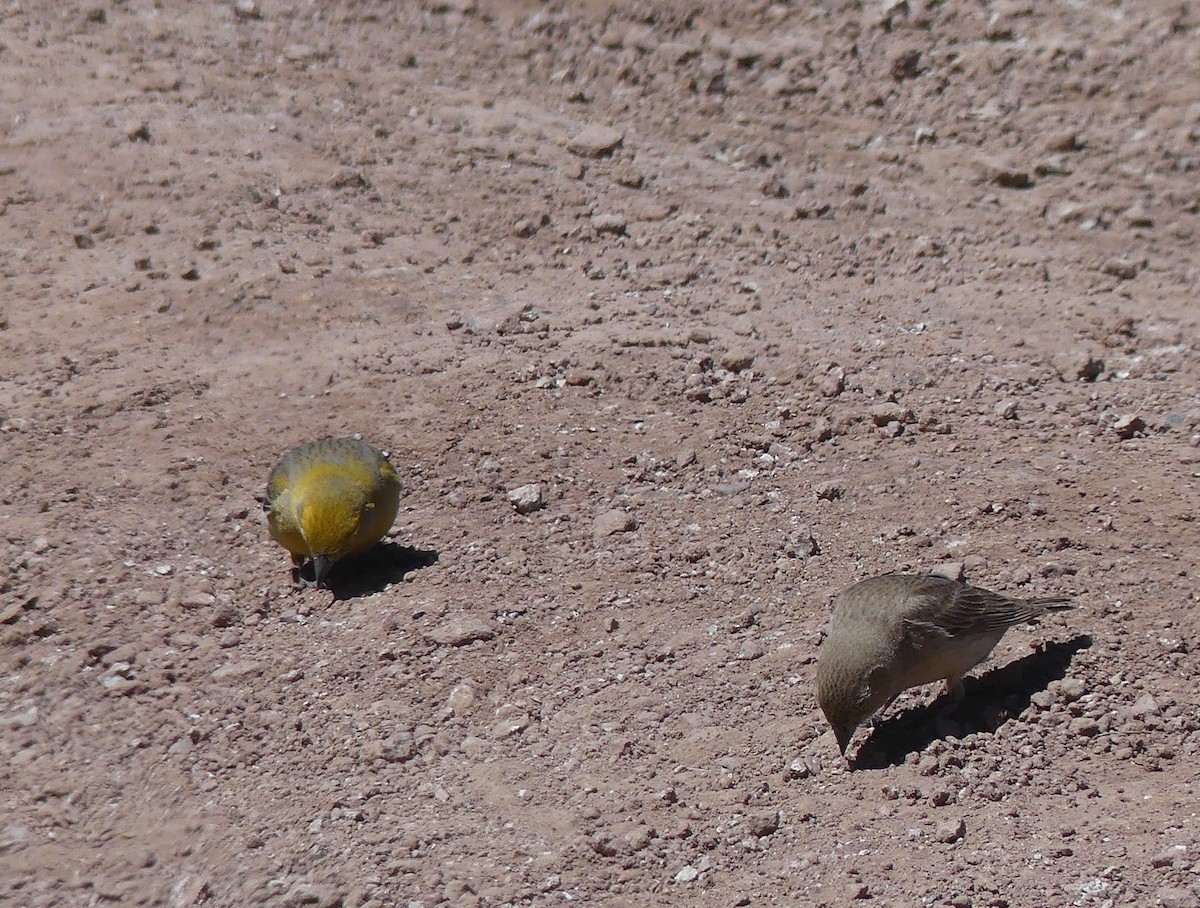 Greater Yellow-Finch - ML611574418