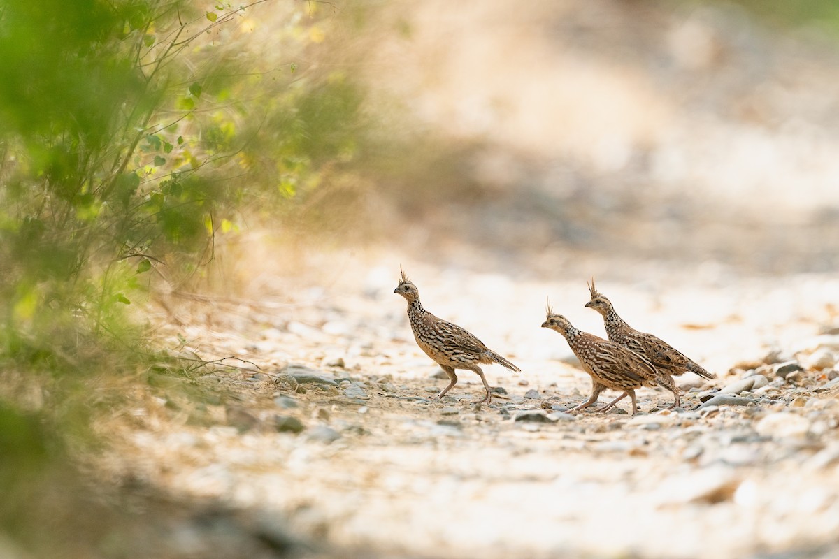 Crested Bobwhite (Crested) - ML611574420