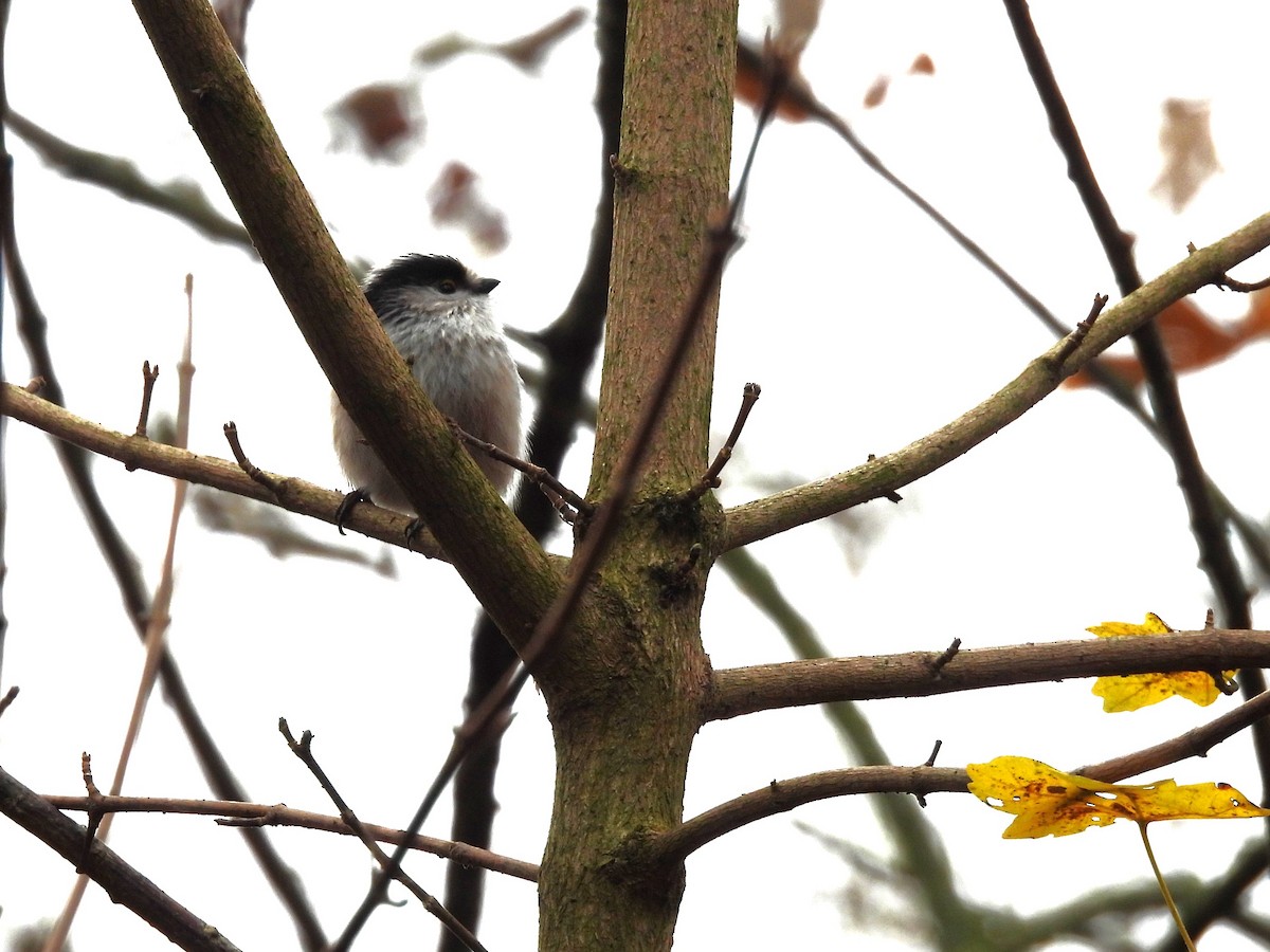 Long-tailed Tit - Tanja Britton