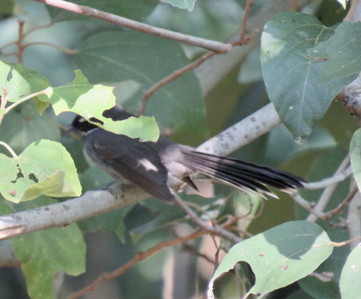 White-throated Fantail - ML611574519
