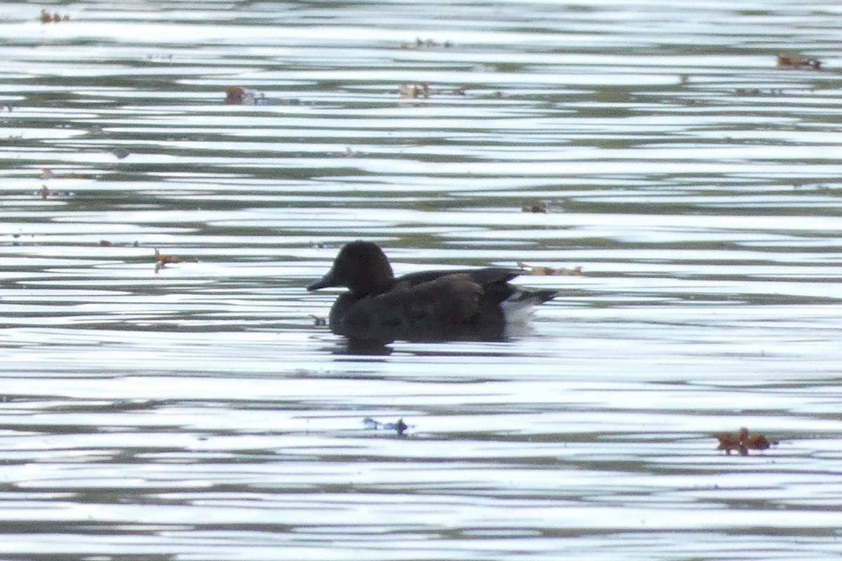 Ferruginous Duck - ML611574569