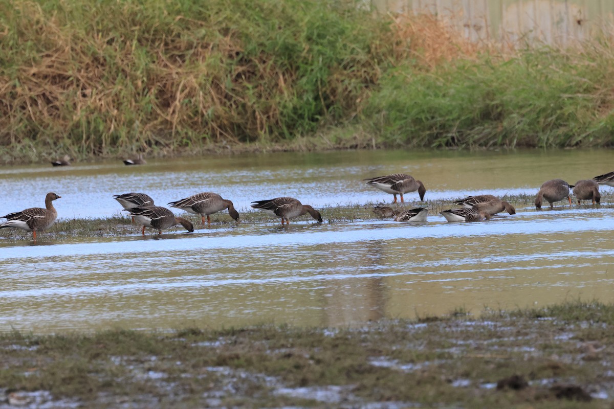 Tundra Bean-Goose - ML611574589