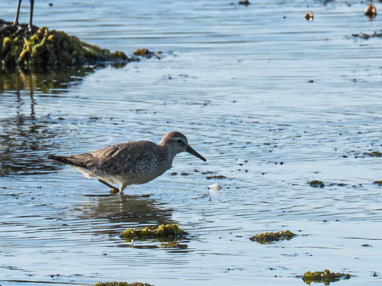 Red Knot - ML611574600