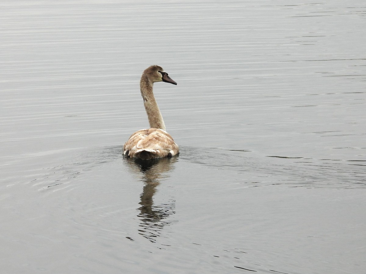 Cygne tuberculé - ML611574639