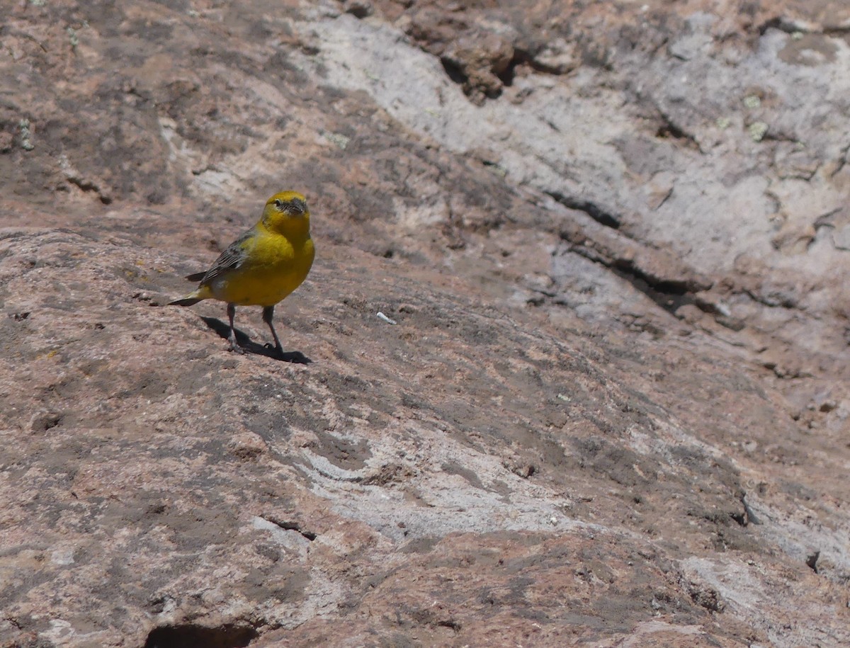 Greater Yellow-Finch - joaquin vial