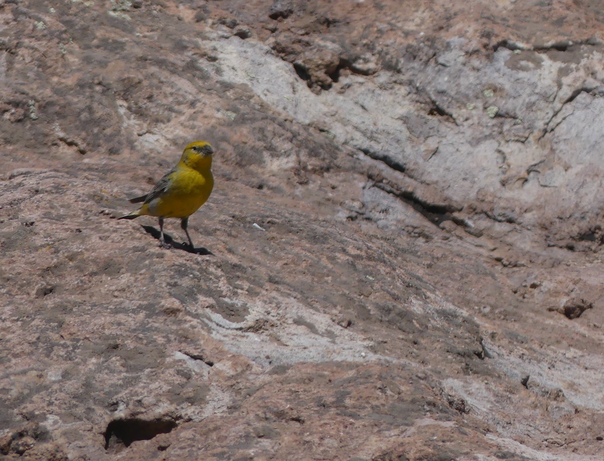 Greater Yellow-Finch - joaquin vial