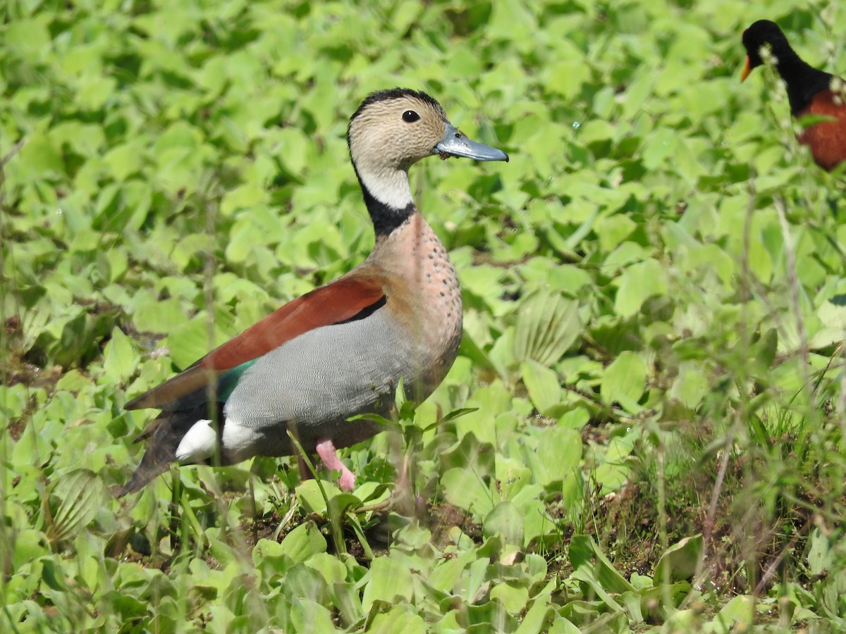 Ringed Teal - Andres Alejandro  Caric