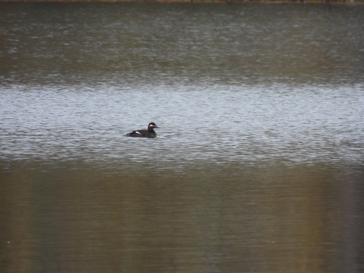 Velvet Scoter - ML611574738