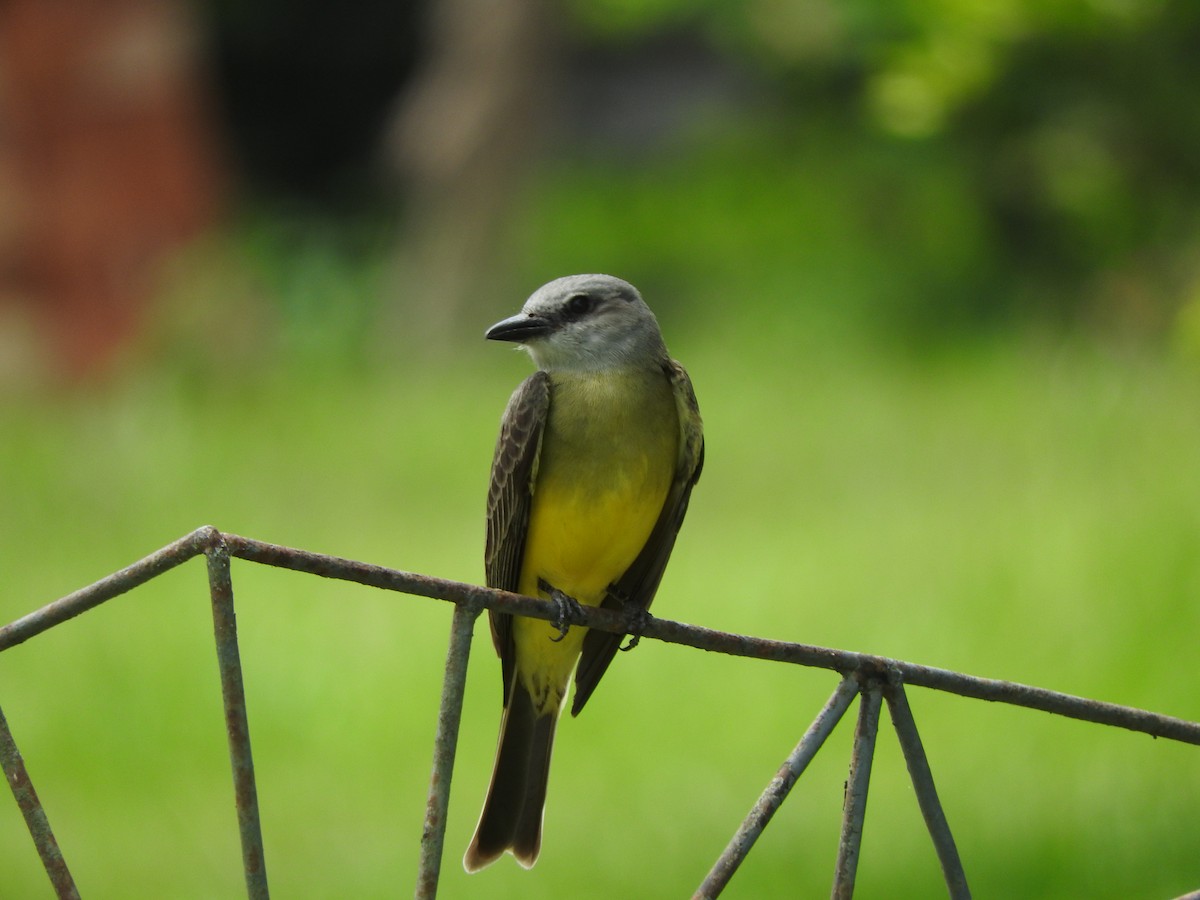 Tropical Kingbird - Andres Alejandro  Caric