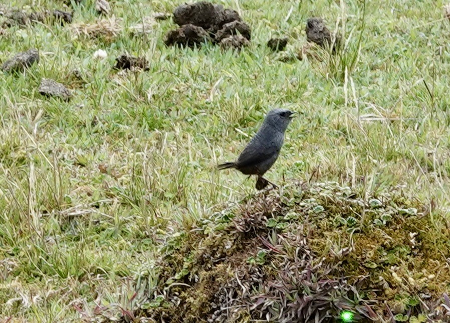 Neblina Tapaculo - ML611574783