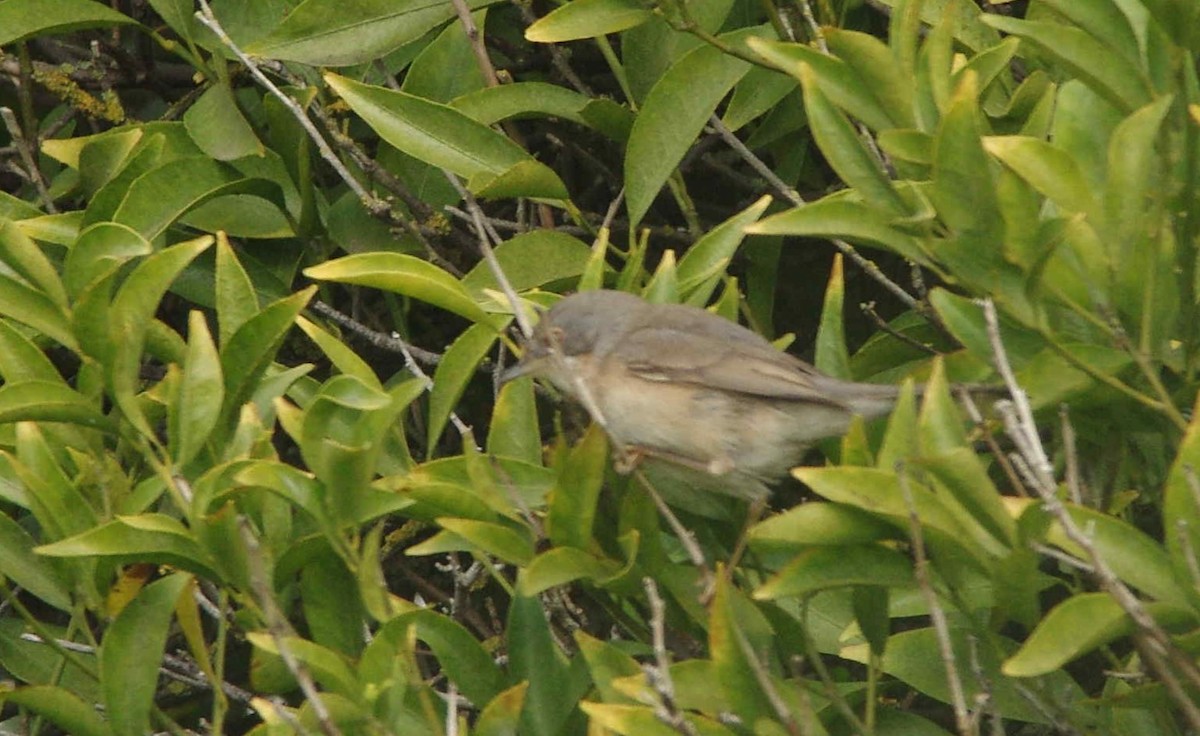 Western Subalpine Warbler - Simon Wates