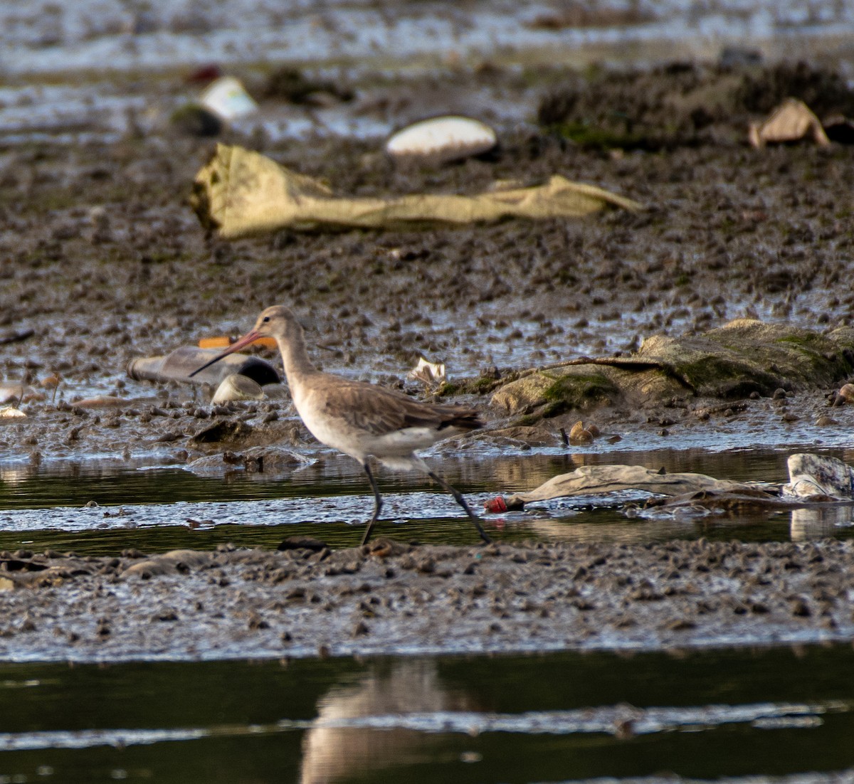 Uferschnepfe - ML611574826