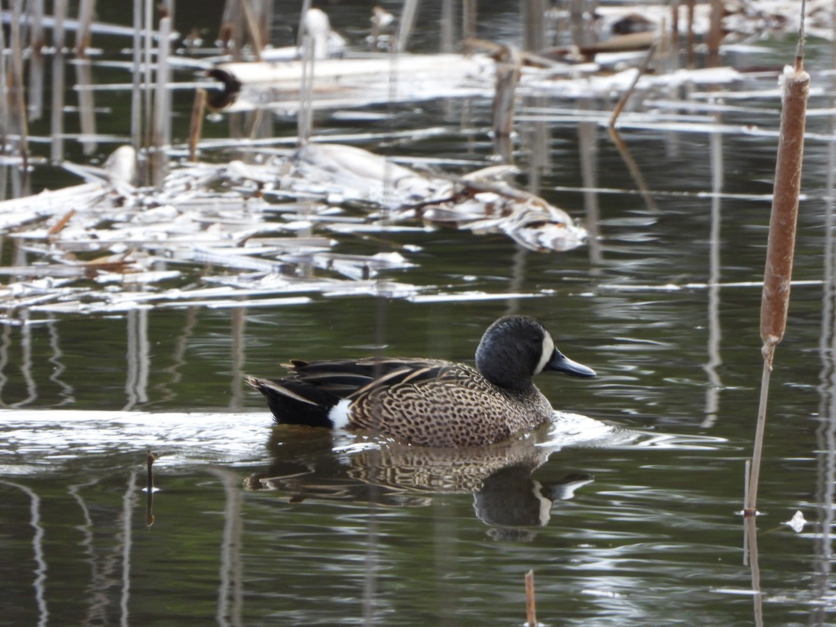 Blue-winged Teal - Fabio Consolino