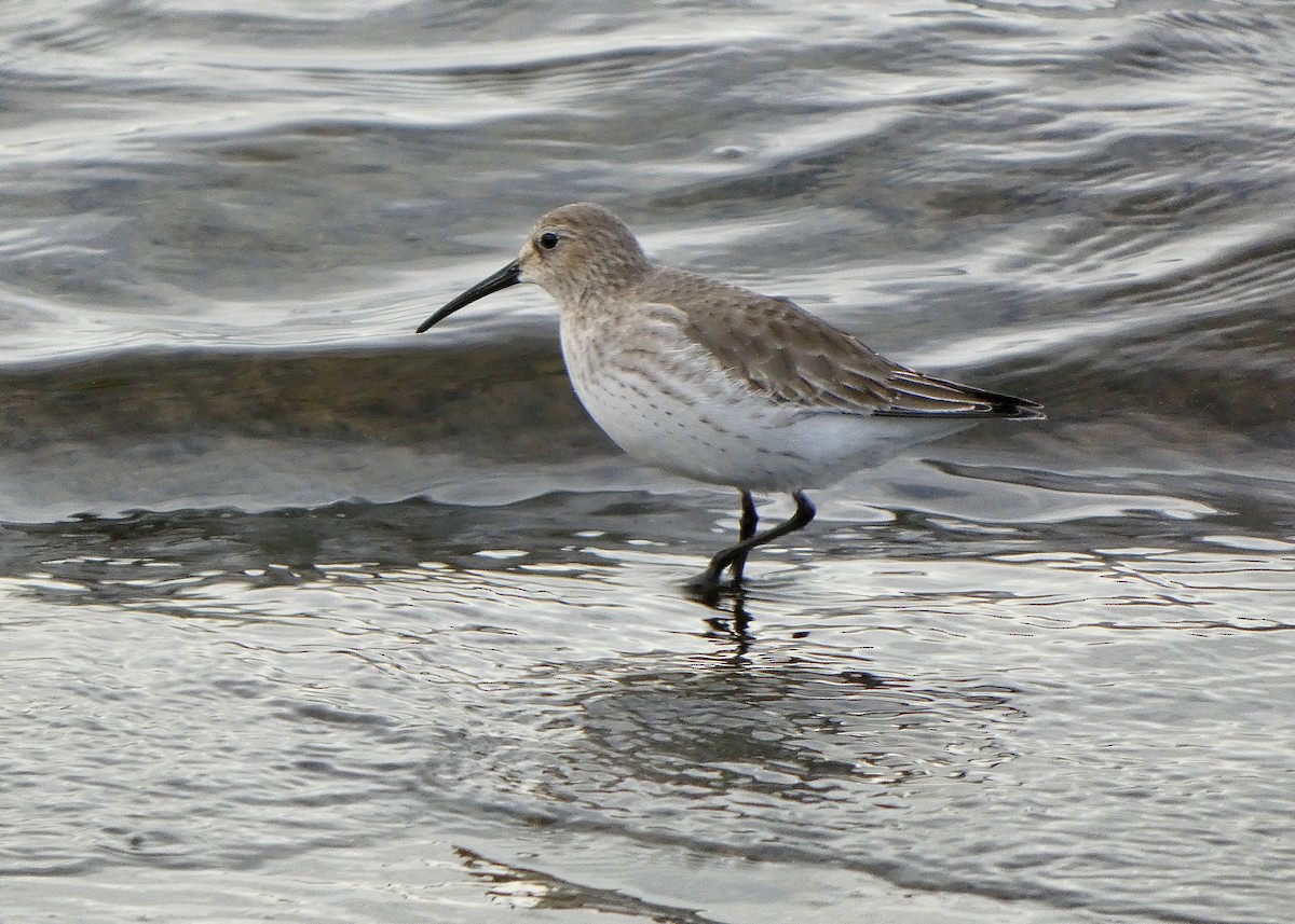 Dunlin - ML611574944