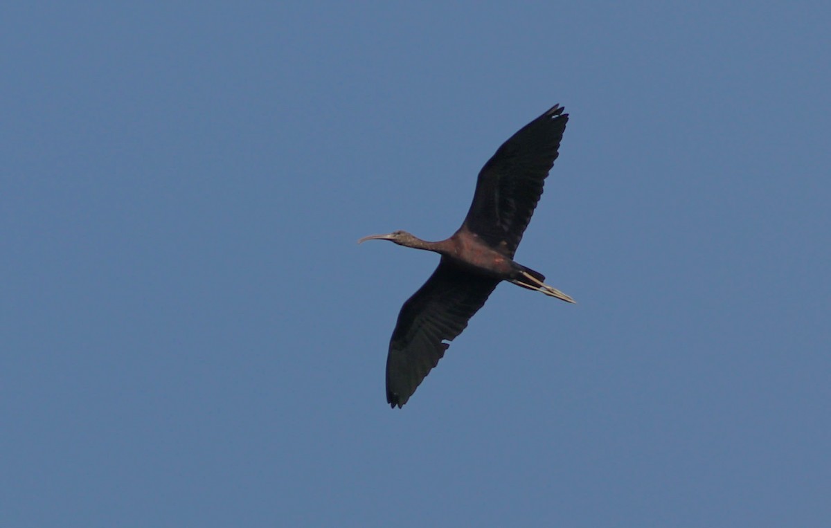 ibis hnědý - ML611574959
