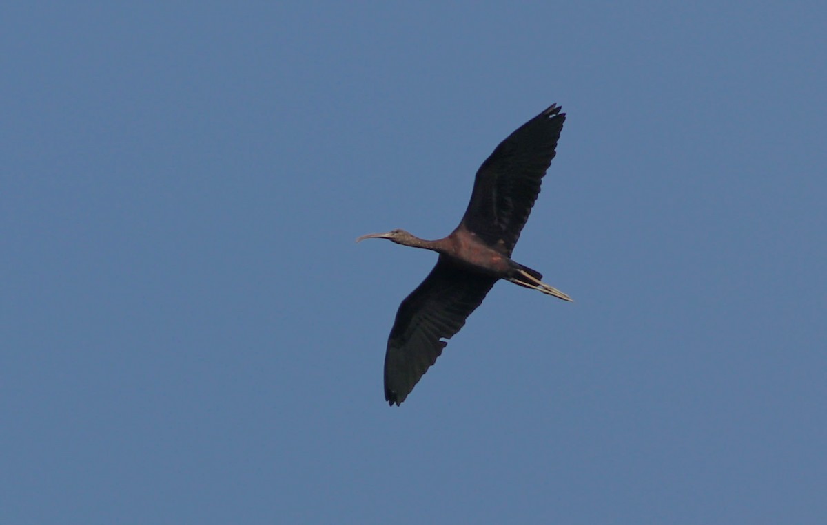 Glossy Ibis - ML611574959