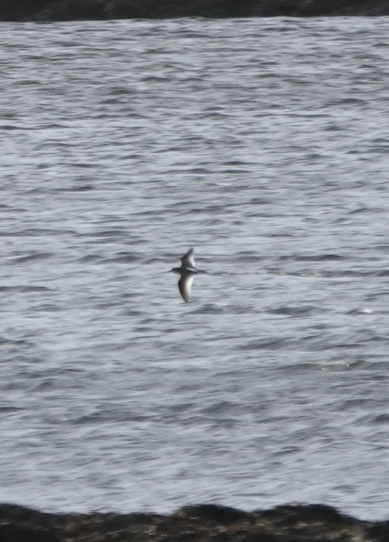 Common Redshank - ML611575006