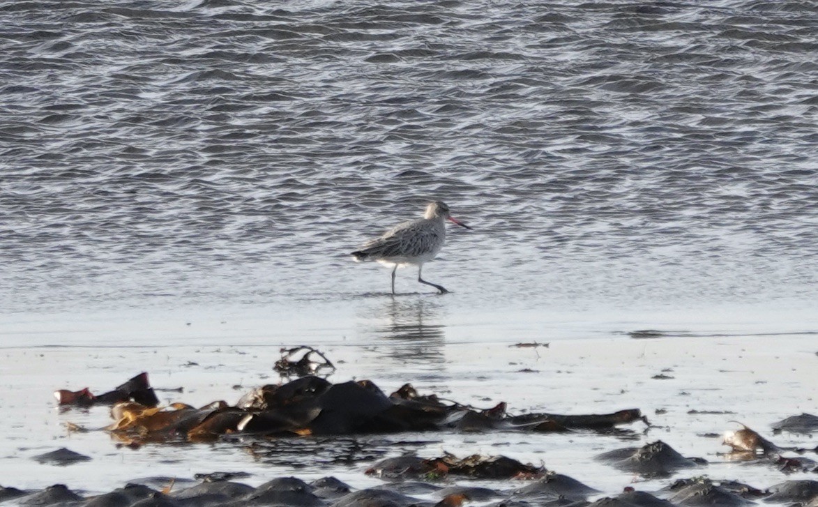 Bar-tailed Godwit - ML611575032