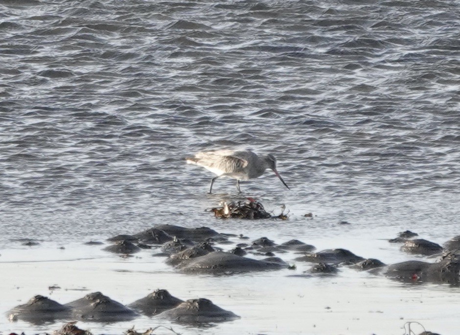 Bar-tailed Godwit - ML611575037