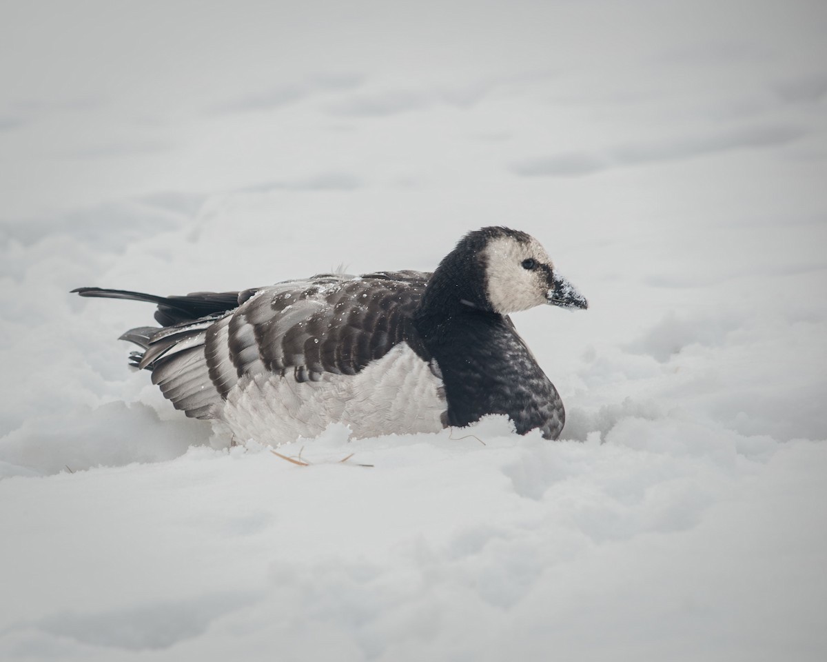 Barnacle Goose - Анастасия Яковлева