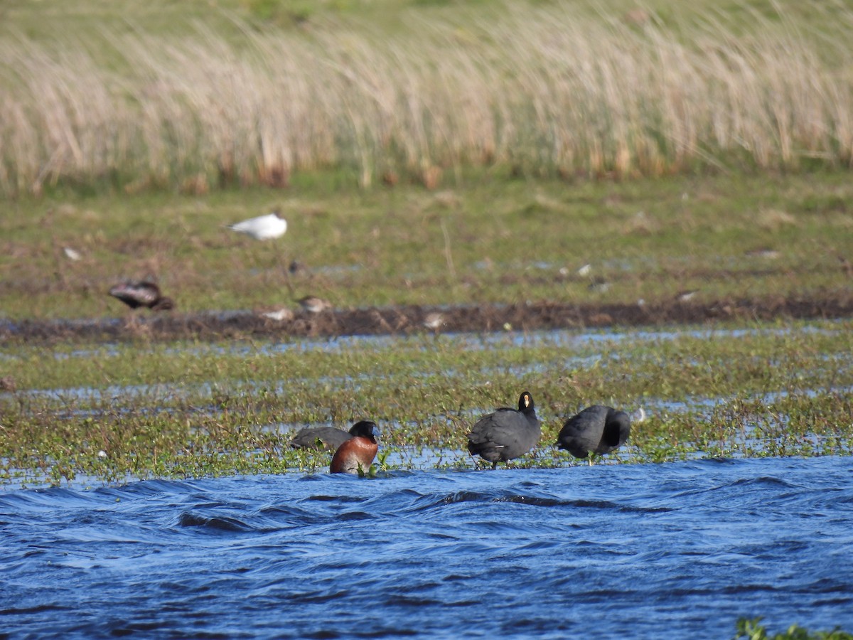 Lake Duck - Silvana Mallo