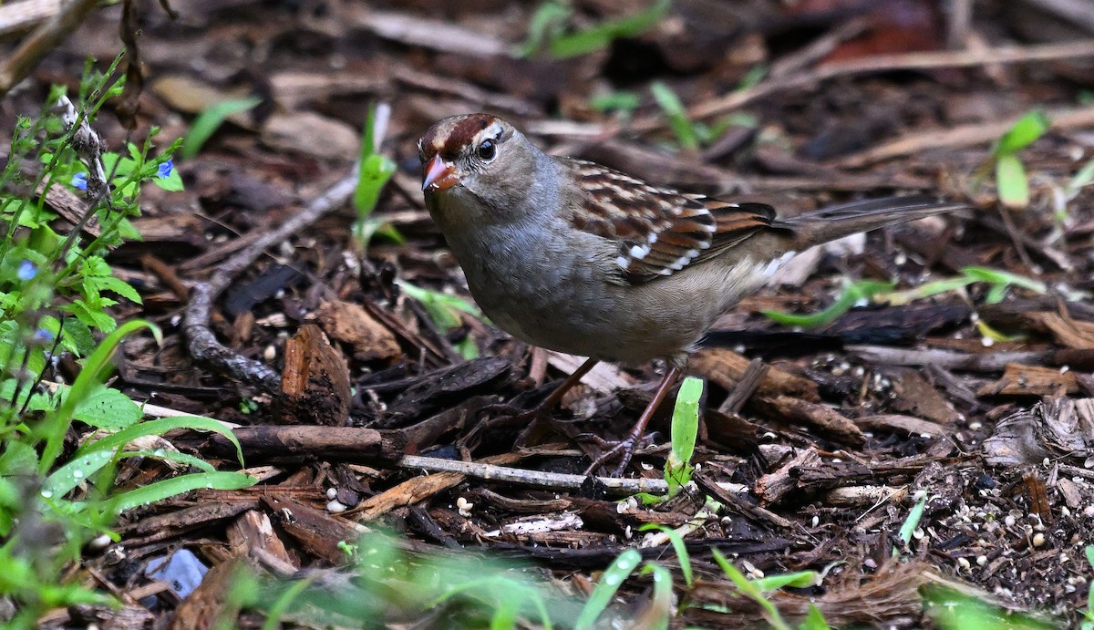White-crowned Sparrow - ML611575201
