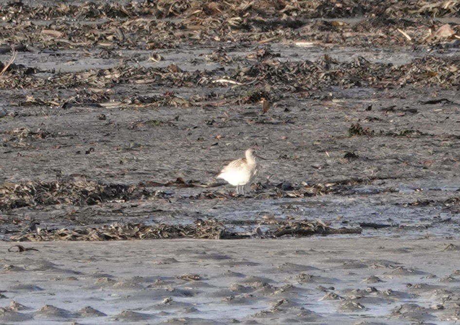 Bar-tailed Godwit - ML611575209