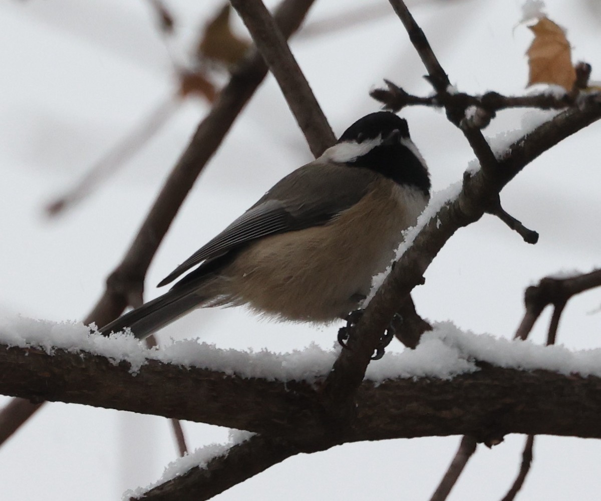 Black-capped Chickadee - ML611575246