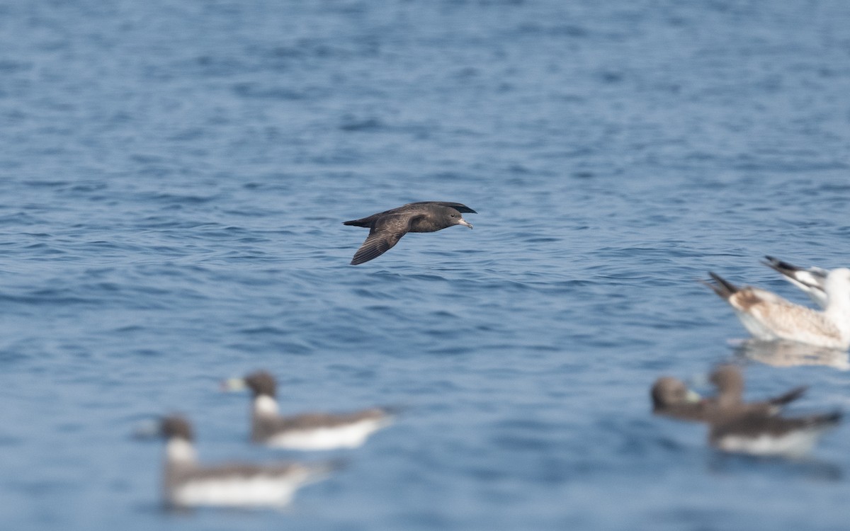 Flesh-footed Shearwater - ML611575306