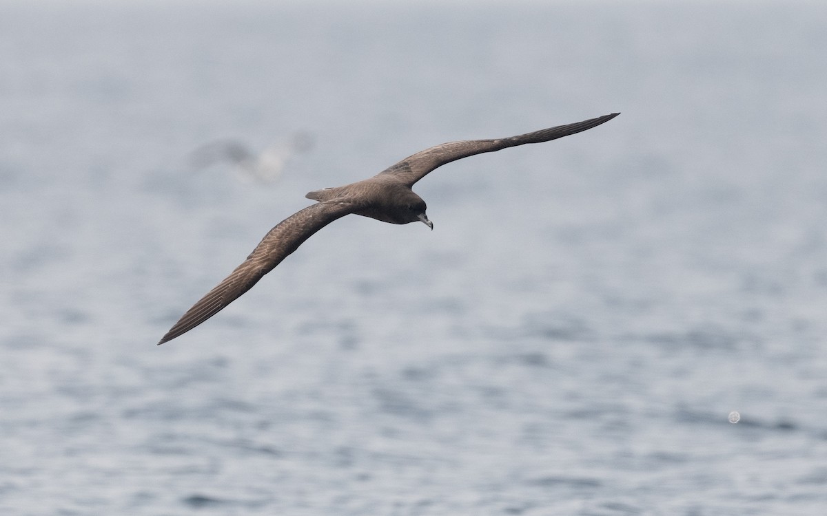 Flesh-footed Shearwater - ML611575308