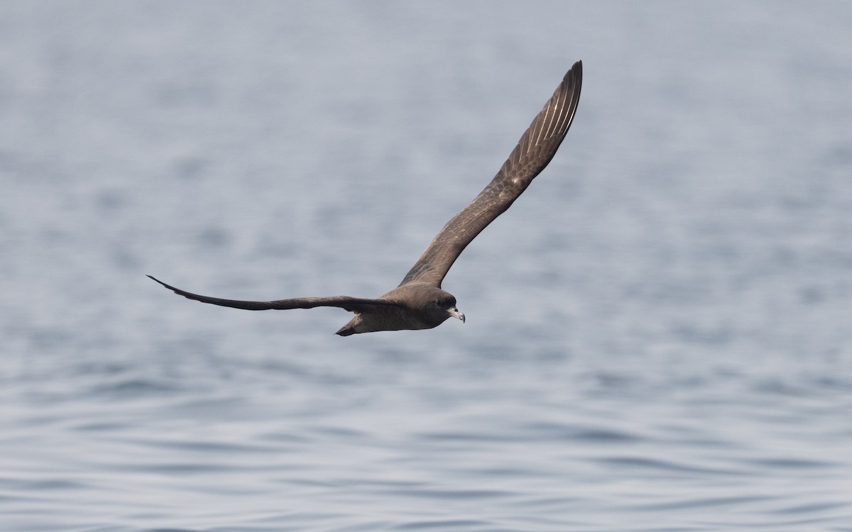 Flesh-footed Shearwater - ML611575311