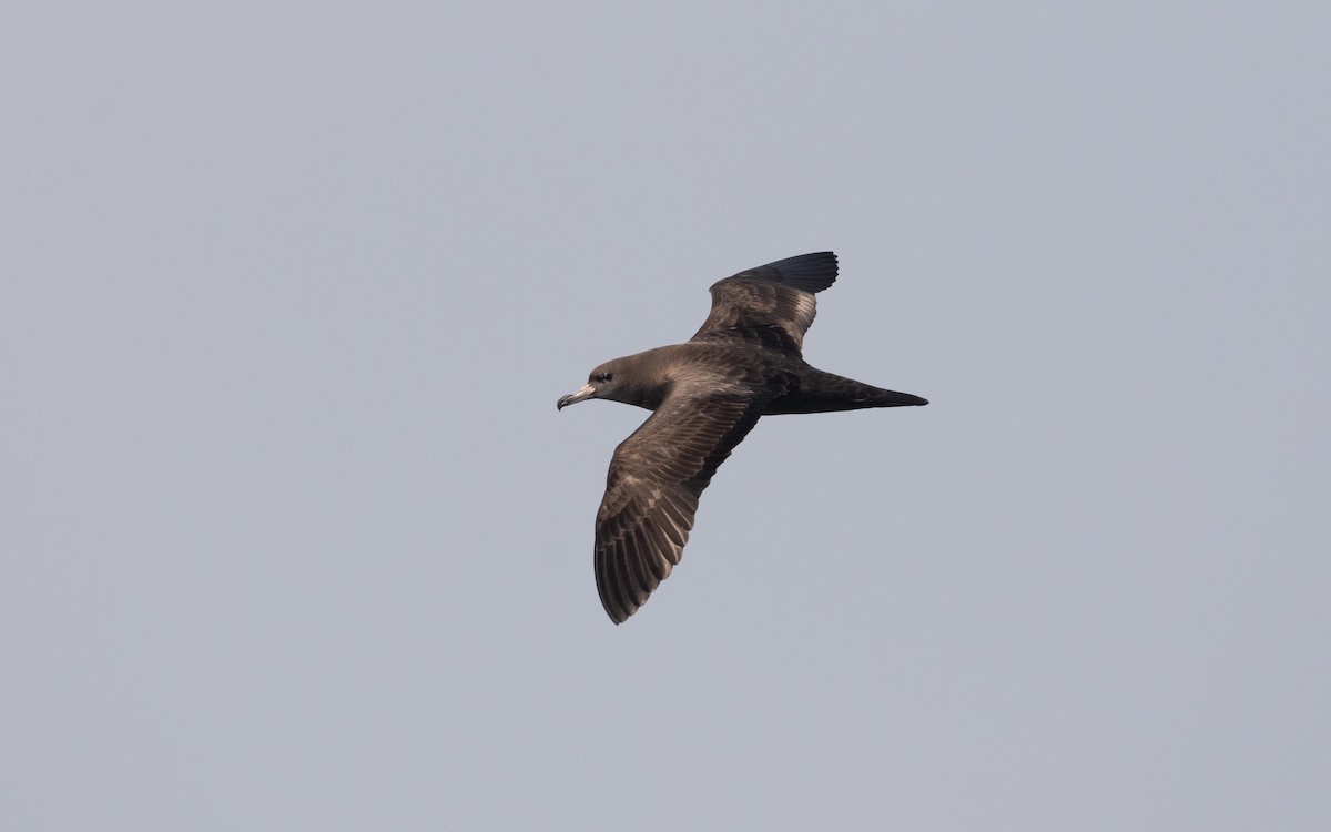 Flesh-footed Shearwater - ML611575313