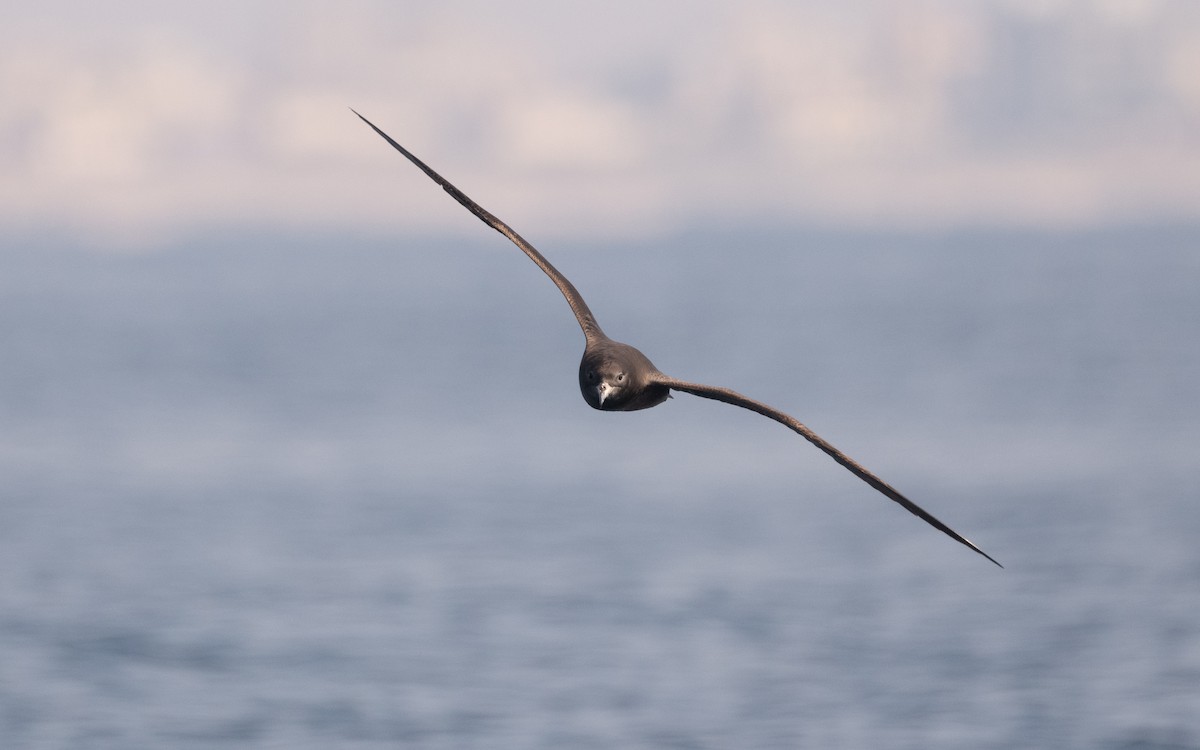 Flesh-footed Shearwater - ML611575314