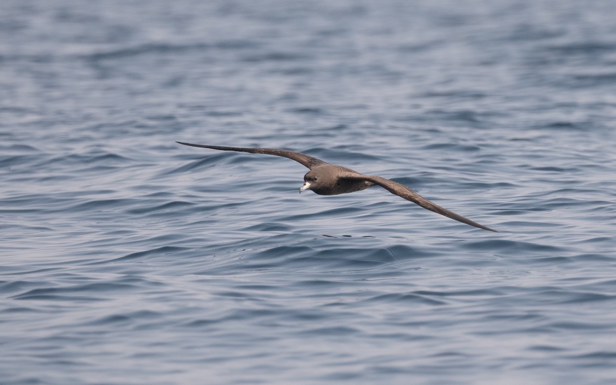 Flesh-footed Shearwater - ML611575316
