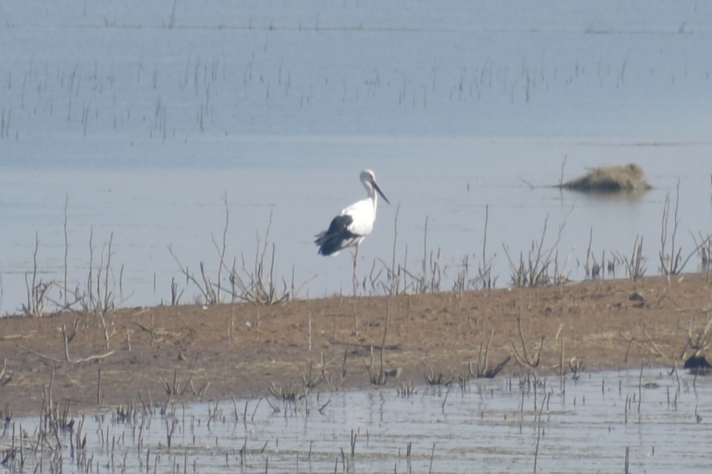 Oriental Stork - ML611575368