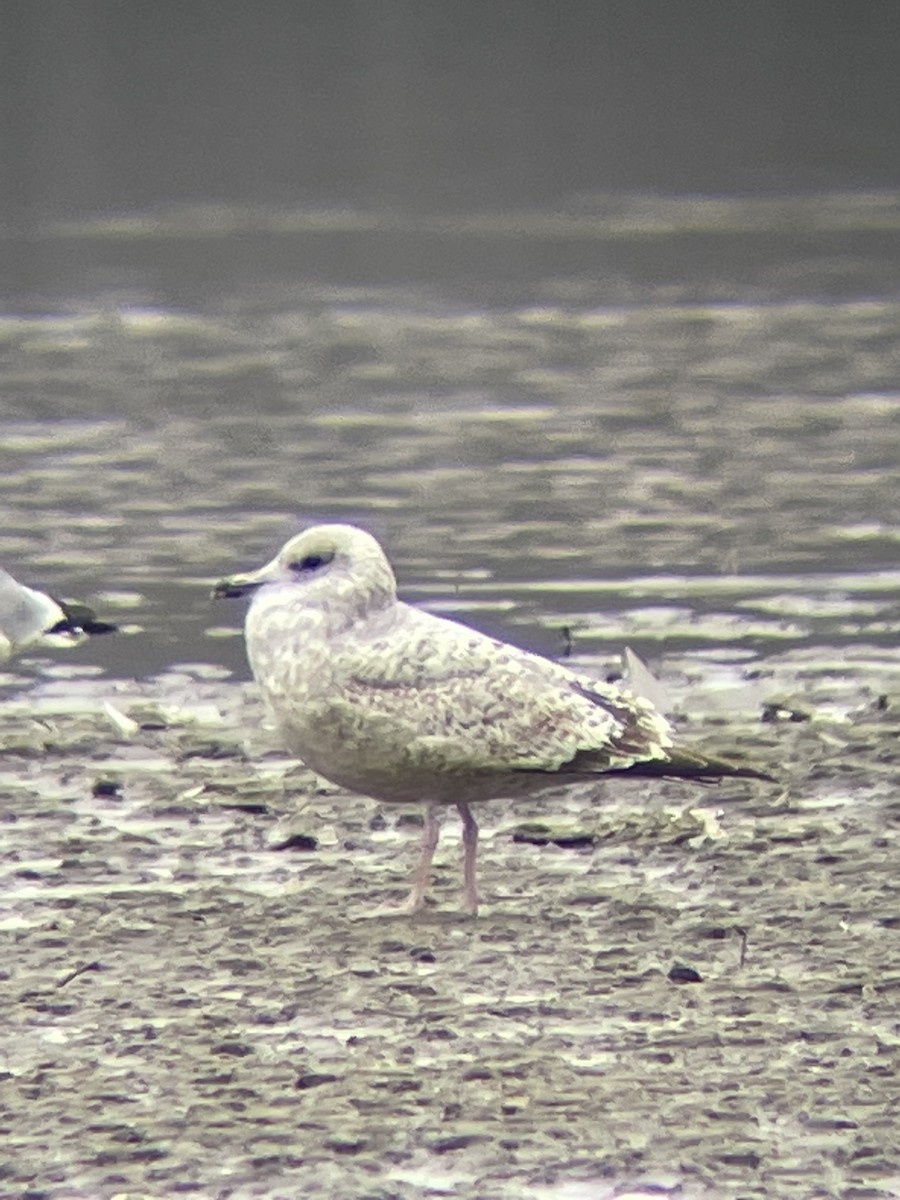 goéland ou mouette sp. - ML611575371