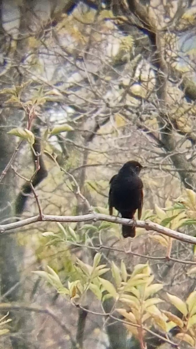 Eurasian Blackbird - ML611575415