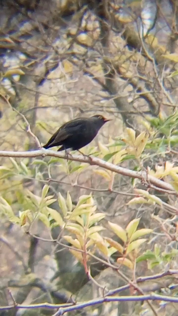 Eurasian Blackbird - ML611575418