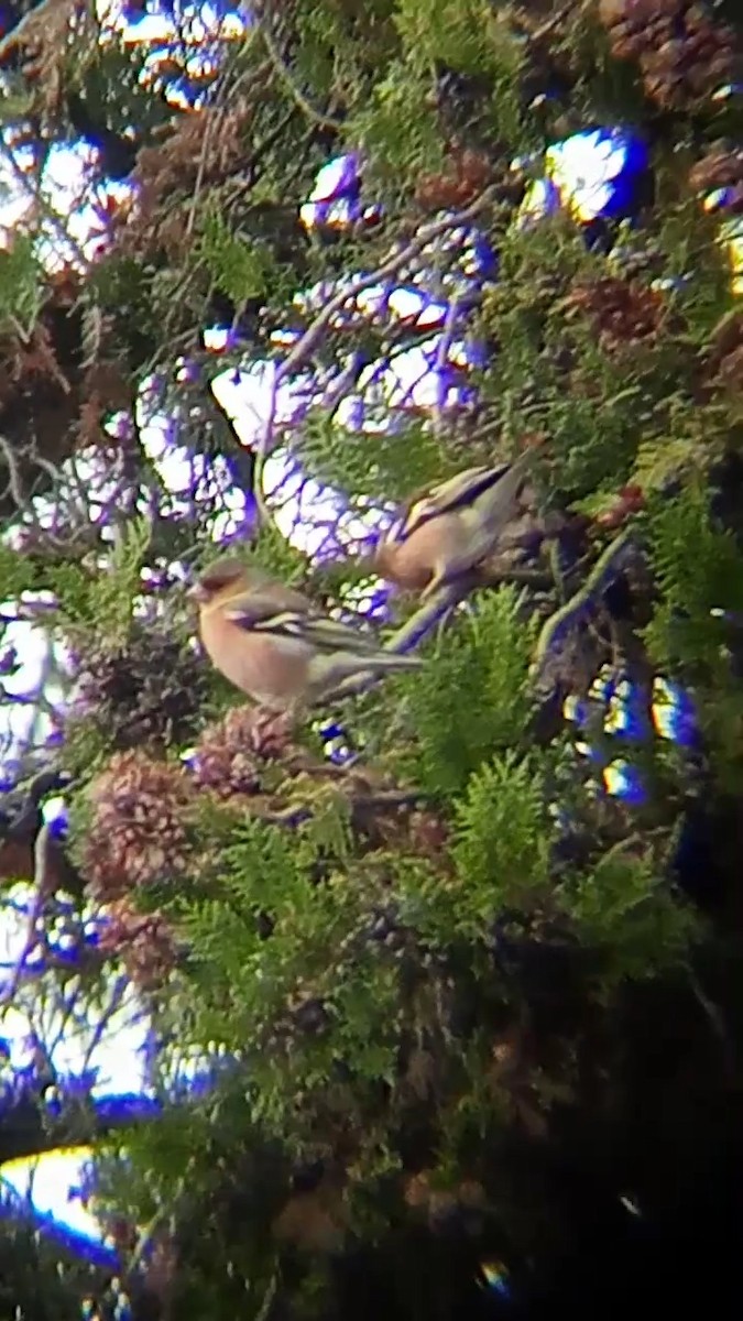 Common Chaffinch - ML611575436