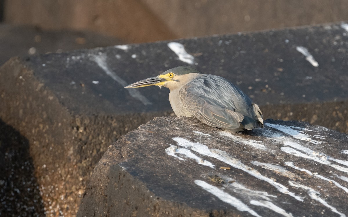 Striated Heron - ML611575485