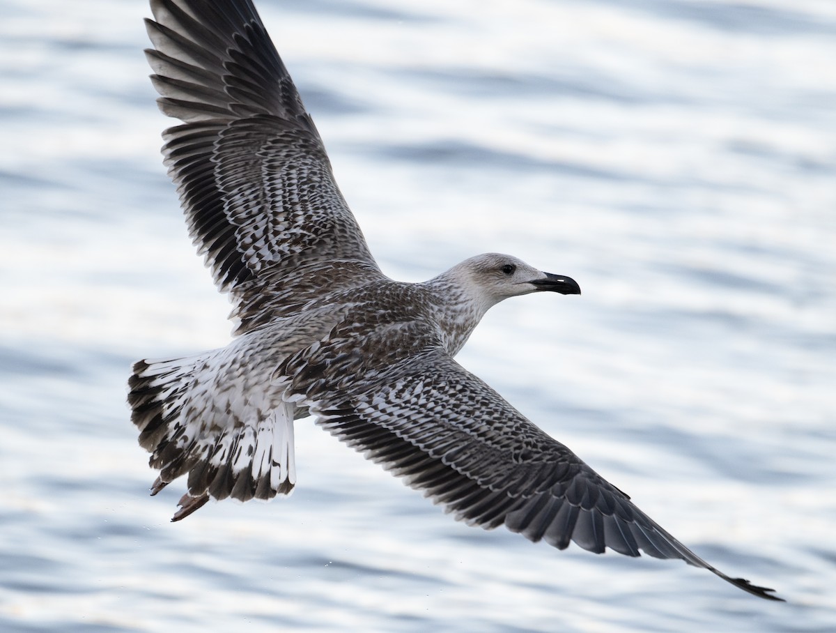 Great Black-backed Gull - ML611575513