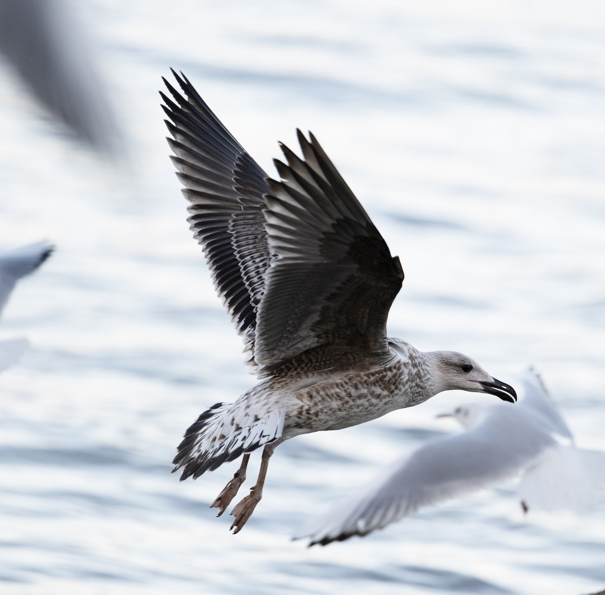 Great Black-backed Gull - ML611575514