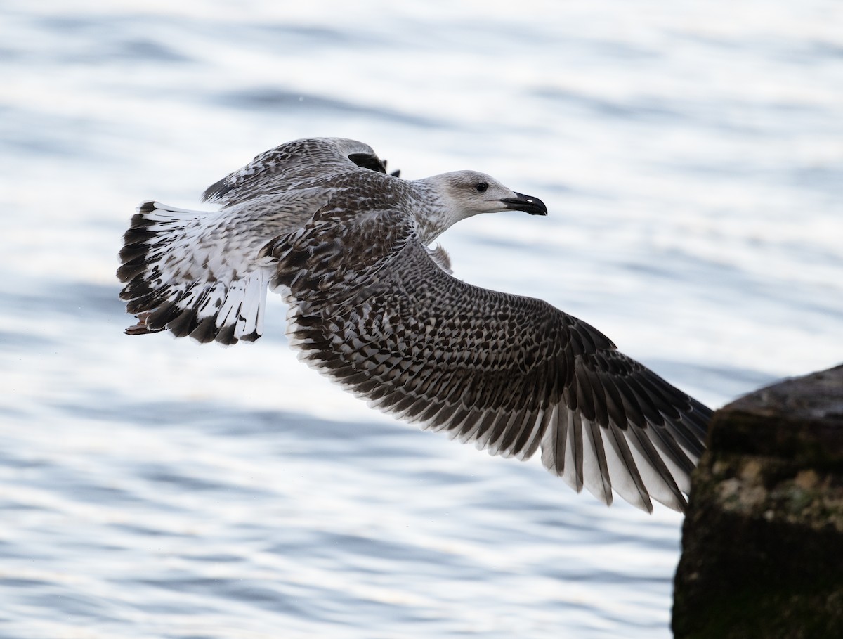 Great Black-backed Gull - David Darrell-Lambert